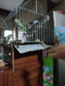 Lost Alexandrine