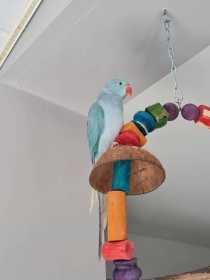 Lost Indian Ringneck Parakeet