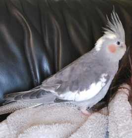 Lost Cockatiel