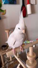 Lost Cockatiel