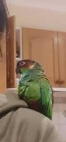 Lost Conure