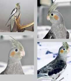 Lost Cockatiel
