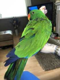 Lost Eclectus