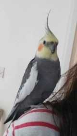 Lost Cockatiel