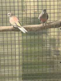 Lost Bourke's Parakeet