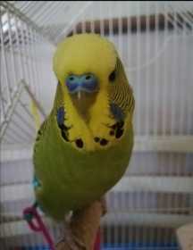 Lost Budgerigar