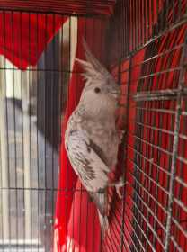 Lost Cockatiel