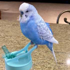 Lost Budgerigar