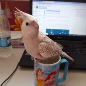 Lost Cockatiel