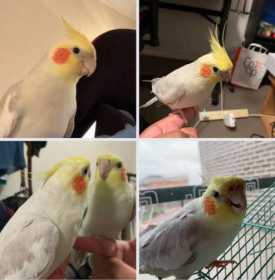 Lost Cockatiel