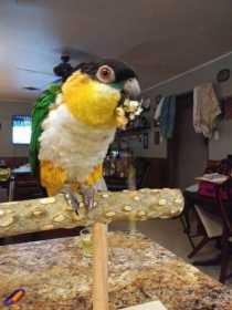 Lost Caique