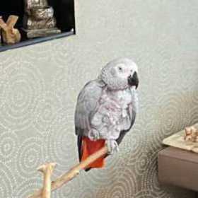 Lost African Grey