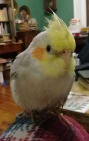 Lost Cockatiel