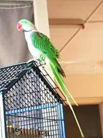 Lost Alexandrine