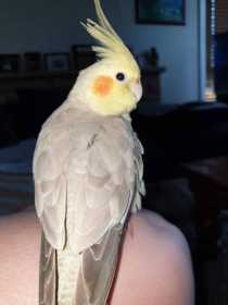 Lost Cockatiel