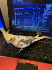 Lost Cockatiel