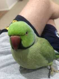 Lost Indian Ringneck Parakeet