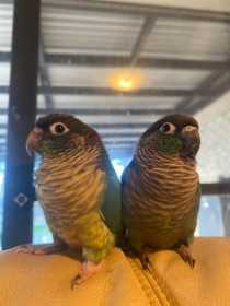 Lost Conure