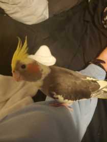 Lost Cockatiel