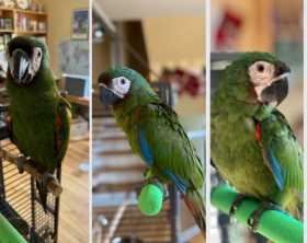 Lost Macaw