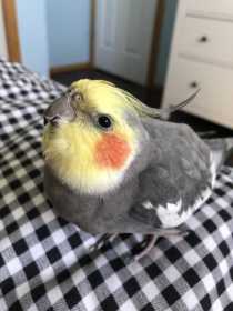 Lost Cockatiel