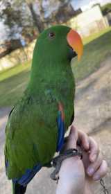 Lost Eclectus