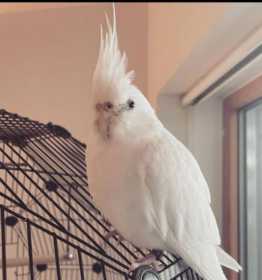 Lost Cockatiel