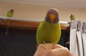 Lost Plum-Headed Parakeet