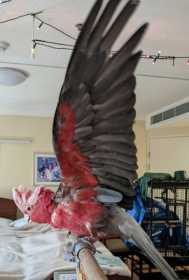 Lost Galah Cockatoo