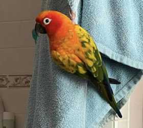 Lost Conure