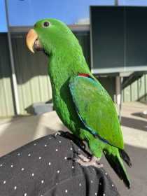 Lost Eclectus