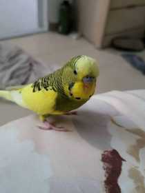 Lost Budgerigar