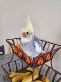 Lost Cockatiel