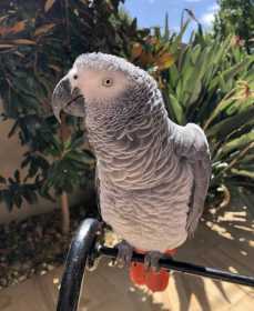Lost African Grey