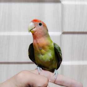 Lost Lovebird