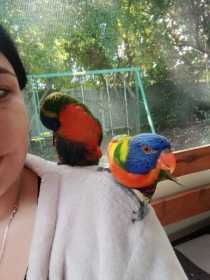 Lost Lory / Lorikeet