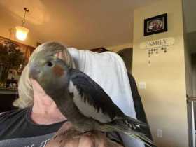 Lost Cockatiel