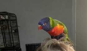 Lost Lory / Lorikeet