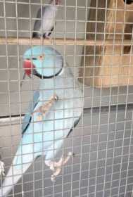 Lost Indian Ringneck Parakeet