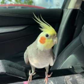 Lost Cockatiel