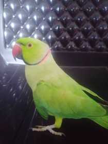Lost Indian Ringneck Parakeet