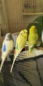 Lost Budgerigar