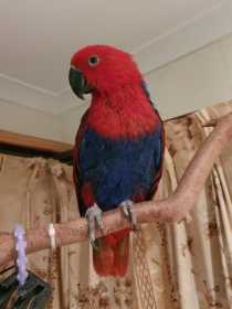 Lost Eclectus