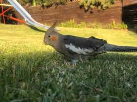 Lost Cockatiel