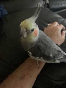 Lost Cockatiel