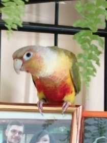 Lost Conure