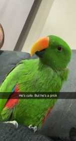 Lost Eclectus