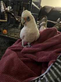 Lost Corella Cockatoo