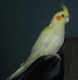 Lost Cockatiel