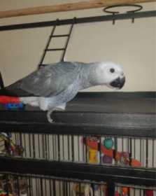 Lost African Grey